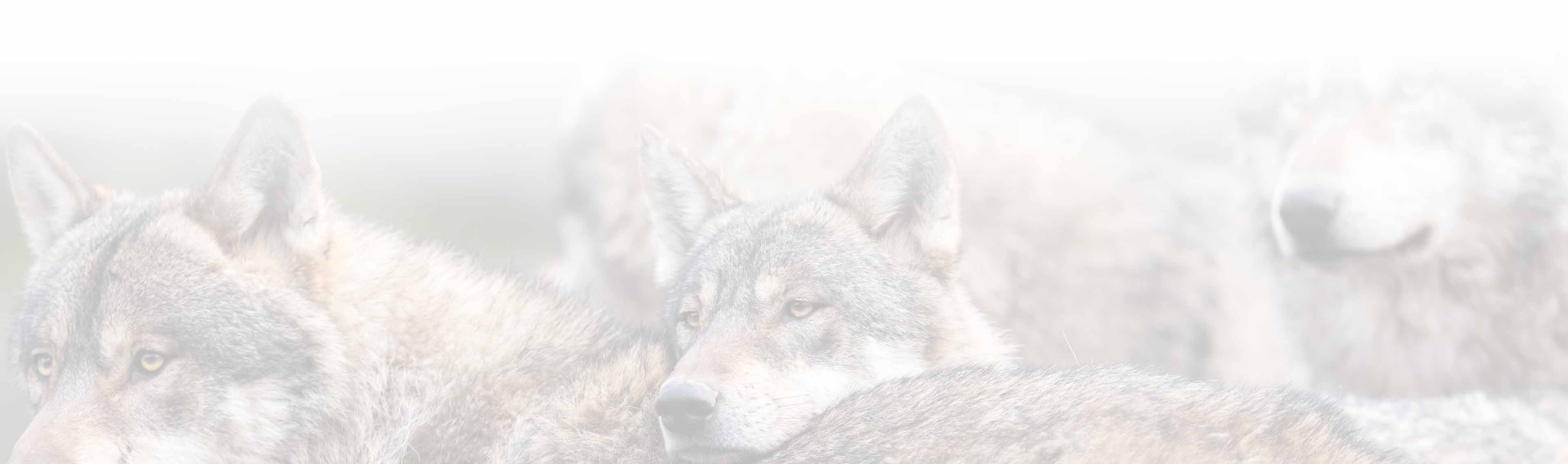 Cardinal CLiC: Join the pack! A literal pack of wolves.